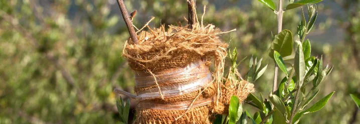 Gepfropfter Baum mit Veredelungsstelle